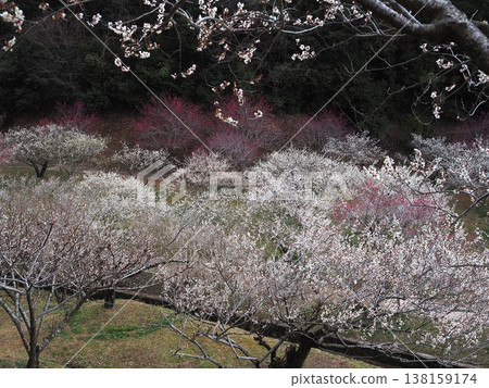 月瀨白林 138159174