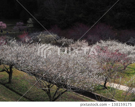 月瀨白林 138159175