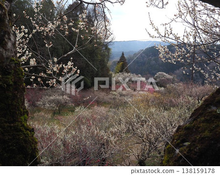 Tsukigase Bairin Tsukigase Bairin 138159178