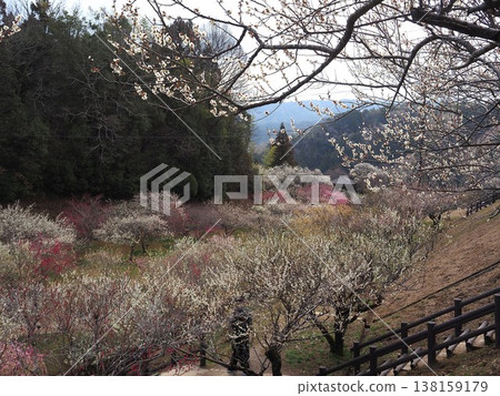 月瀨白林 月瀨白林 138159179