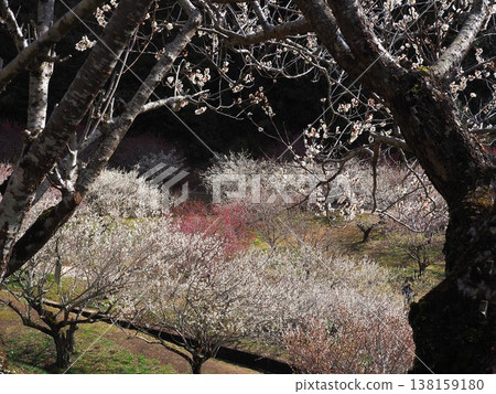 Tsukigase Bairin Tsukigase Bairin 138159180