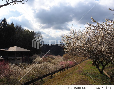 月瀨白林 月瀨白林 138159184