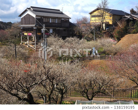 月瀨白林 月瀨白林 138159195