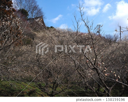 月瀨白林 138159196