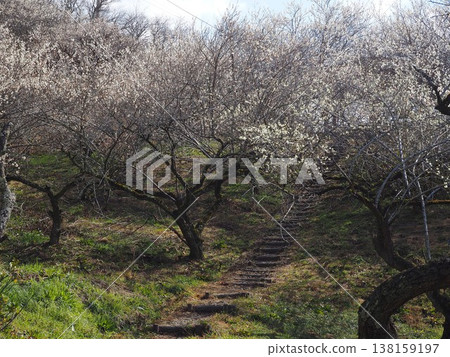 月瀨白林 138159197