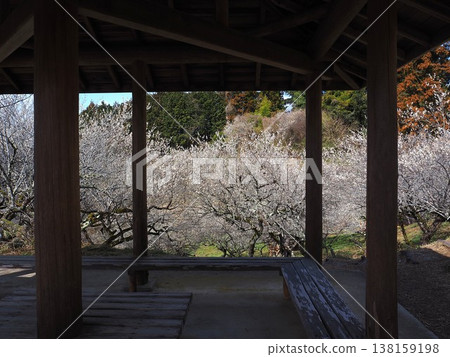 月瀨白林 月瀨白林 138159198