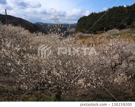 月瀨白林 138159200