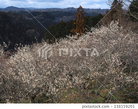 月瀨白林 138159201