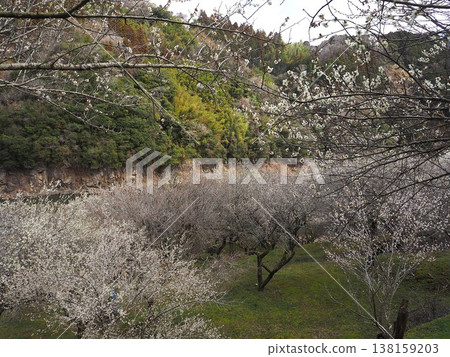 月瀨白林 138159203