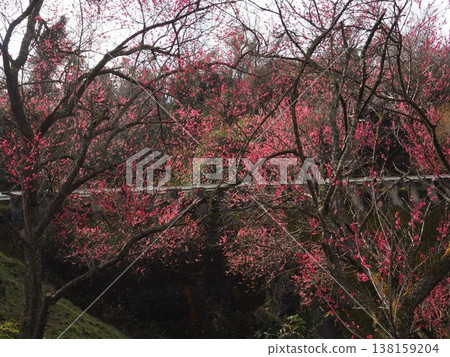 月瀨白林 月瀨白林 138159204