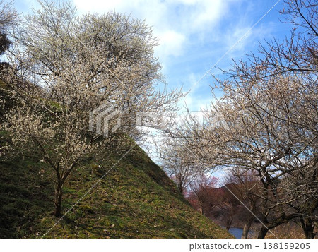 Tsukigase Bairin Tsukigase Bairin 138159205