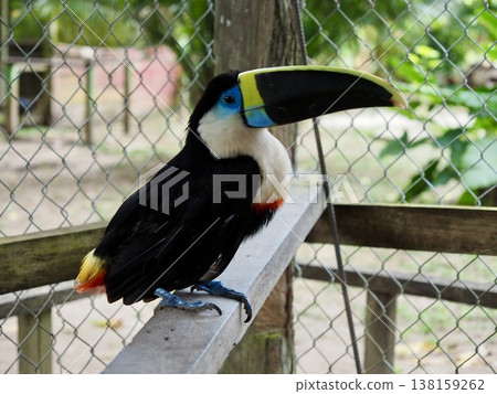 Toucans that live in South America Toucans that live in South America 138159262