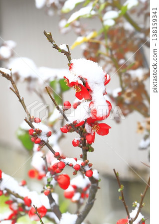 覆蓋著雪的木瓜花 138159341