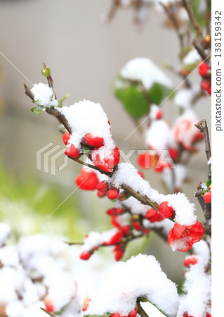 覆蓋著雪的木瓜花 138159342