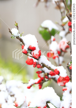 覆蓋著雪的木瓜花 覆蓋著雪的木瓜花 138159343