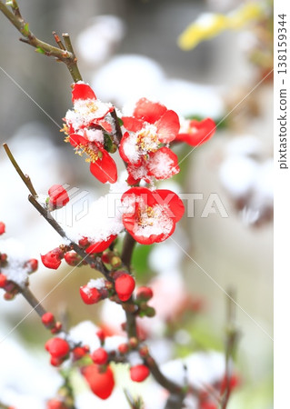 覆蓋著雪的木瓜花 覆蓋著雪的木瓜花 138159344
