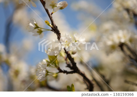 Sumomo in full bloom Sumomo in full bloom 138159366