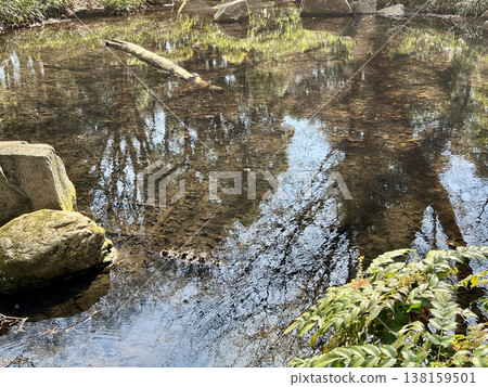 trees reflected in the river trees reflected in the river 138159501