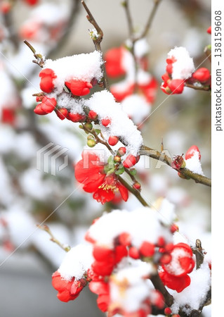 覆蓋著雪的木瓜花 138159608