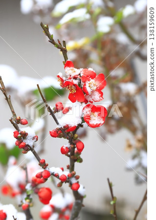 覆蓋著雪的木瓜花 138159609