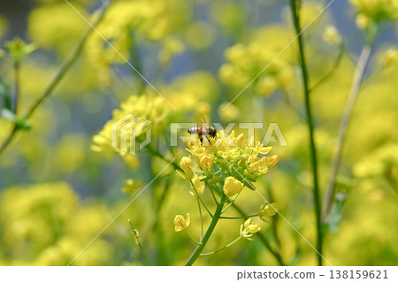 Bee on a rapeseed Bee on a rapeseed 138159621