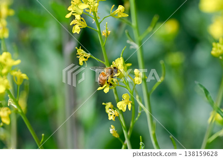 在油菜籽的蜂 138159628