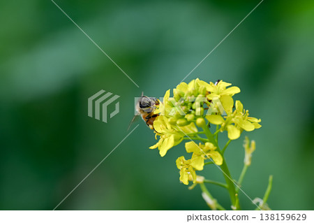 Bee on a rapeseed Bee on a rapeseed 138159629
