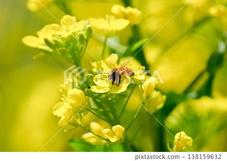 Bee on a rapeseed Bee on a rapeseed 138159632