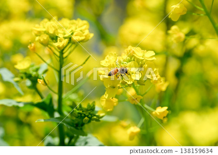 Bee on a rapeseed Bee on a rapeseed 138159634