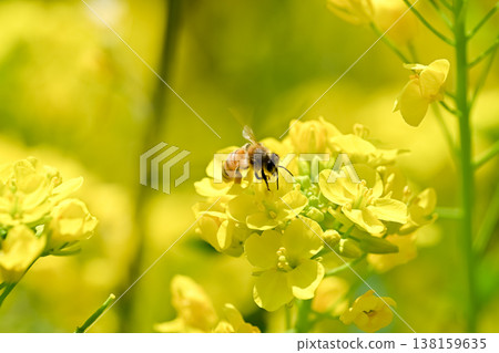 Bee on a rapeseed 138159635