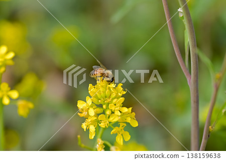 Bee on a rapeseed Bee on a rapeseed 138159638