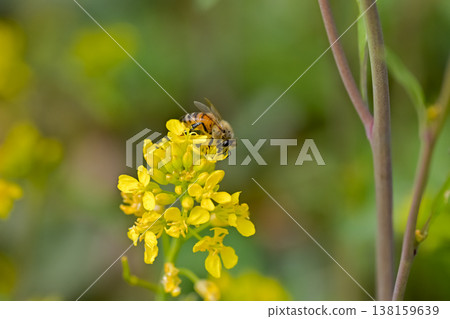 Bee on a rapeseed Bee on a rapeseed 138159639