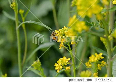 Bee on a rapeseed 138159640