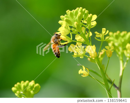 Bee on a rapeseed Bee on a rapeseed 138159641