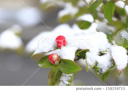 白雪皚皚的山茶花 白雪皚皚的山茶花 138159713