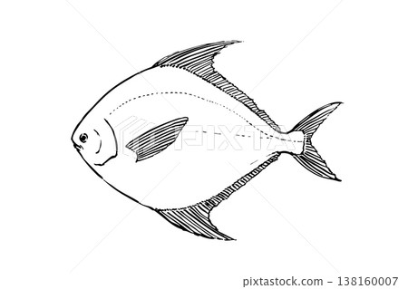 Illustration of a Japanese butterfish (Pomfret) in a field guide style; saltwater fish; edible fish; vector; brush pen line art; educational material. 138160007