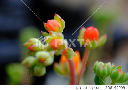 Succulent plants Ekebelia Succulent plants Ekebelia 138160009