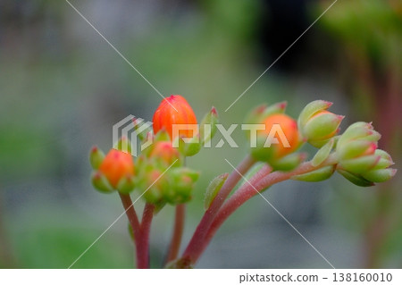 Succulent plants Ekebelia Succulent plants Ekebelia 138160010