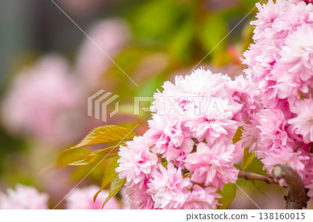 beautiful pink sakura blossom background. japanese cherry tree in spring full bloom. fresh nature picture on april sunny day. hanami season. closeup viewing beautiful pink sakura blossom background. japanese cherry tree in spring full bloom. fresh nature picture on april sunny day. hanami season. closeup viewing 138160015