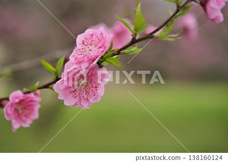 beautiful pink plum blossom beautiful pink plum blossom 138160124