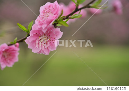 美麗的粉紅色梅花 美麗的粉紅色梅花 138160125