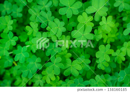 Green Clover Leaves Background Full Frame Nature Texture 138160185