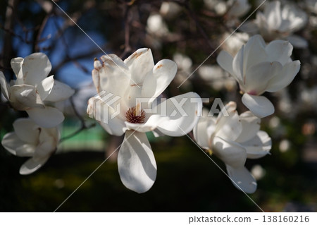 Large white magnolia Large white magnolia 138160216
