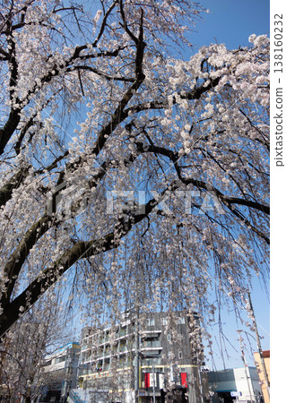 A single weeping cherry tree in full bloom against a backdrop of blue sky and skyscrapers in Machida City, Tokyo. A single weeping cherry tree in full bloom against a backdrop of blue sky and skyscrapers in Machida City, Tokyo. 138160232