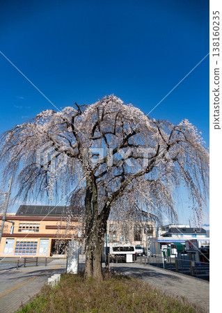 東京町田市,一棵枝繁葉茂的垂枝櫻花樹在藍天和摩天大樓的襯托下,顯得格外美麗。 東京町田市,一棵枝繁葉茂的垂枝櫻花樹在藍天和摩天大樓的襯托下,顯得格外美麗。 138160235