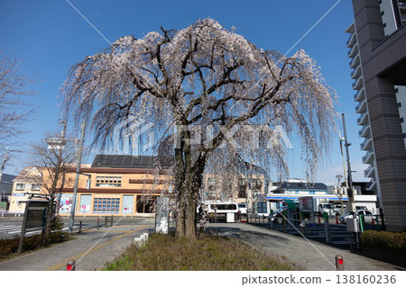東京町田市,一棵枝繁葉茂的垂枝櫻花樹在藍天和摩天大樓的襯托下,顯得格外美麗。 東京町田市,一棵枝繁葉茂的垂枝櫻花樹在藍天和摩天大樓的襯托下,顯得格外美麗。 138160236