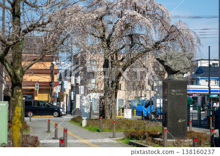 東京町田市,一棵枝繁葉茂的垂枝櫻花樹在藍天和摩天大樓的襯托下,顯得格外美麗。 東京町田市,一棵枝繁葉茂的垂枝櫻花樹在藍天和摩天大樓的襯托下,顯得格外美麗。 138160237
