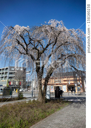 東京町田市,一棵枝繁葉茂的垂枝櫻花樹在藍天和摩天大樓的襯托下,顯得格外美麗。 東京町田市,一棵枝繁葉茂的垂枝櫻花樹在藍天和摩天大樓的襯托下,顯得格外美麗。 138160238