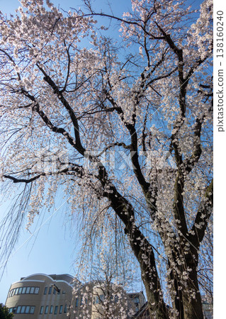 A single weeping cherry tree in full bloom against a backdrop of blue sky and skyscrapers in Machida City, Tokyo. A single weeping cherry tree in full bloom against a backdrop of blue sky and skyscrapers in Machida City, Tokyo. 138160240