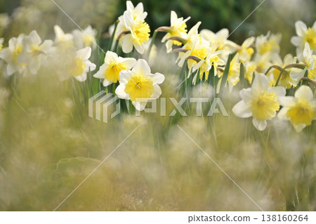 白色的水仙花 白色的水仙花 138160264
